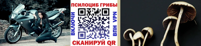 закладка  Ногинск  Галлюциногенные грибы MAGIC MUSHROOMS 